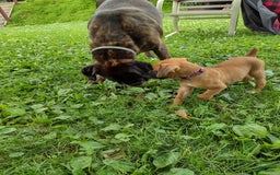 Boxer dogs for sale: Reta - Image 6