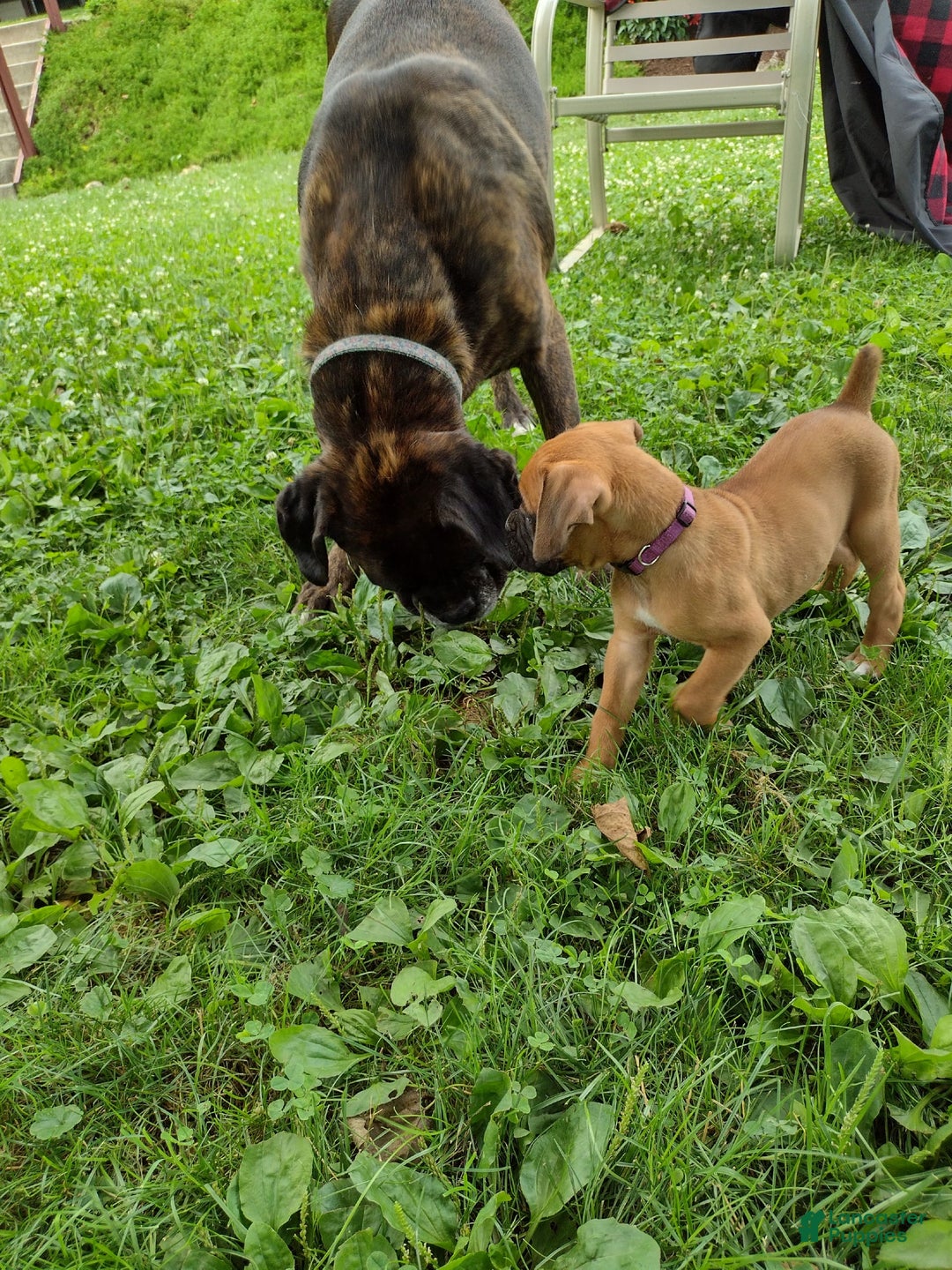 Boxer dogs for sale: Reta - Image 6