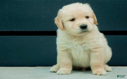 Golden Retriever dogs for sale: Wingnut Aka Red - Image 1