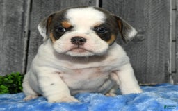Beabull dogs for sale: Violet - Image 8
