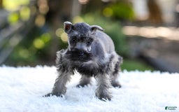 Miniature Schnauzer dogs for sale: Bentley - Image 2