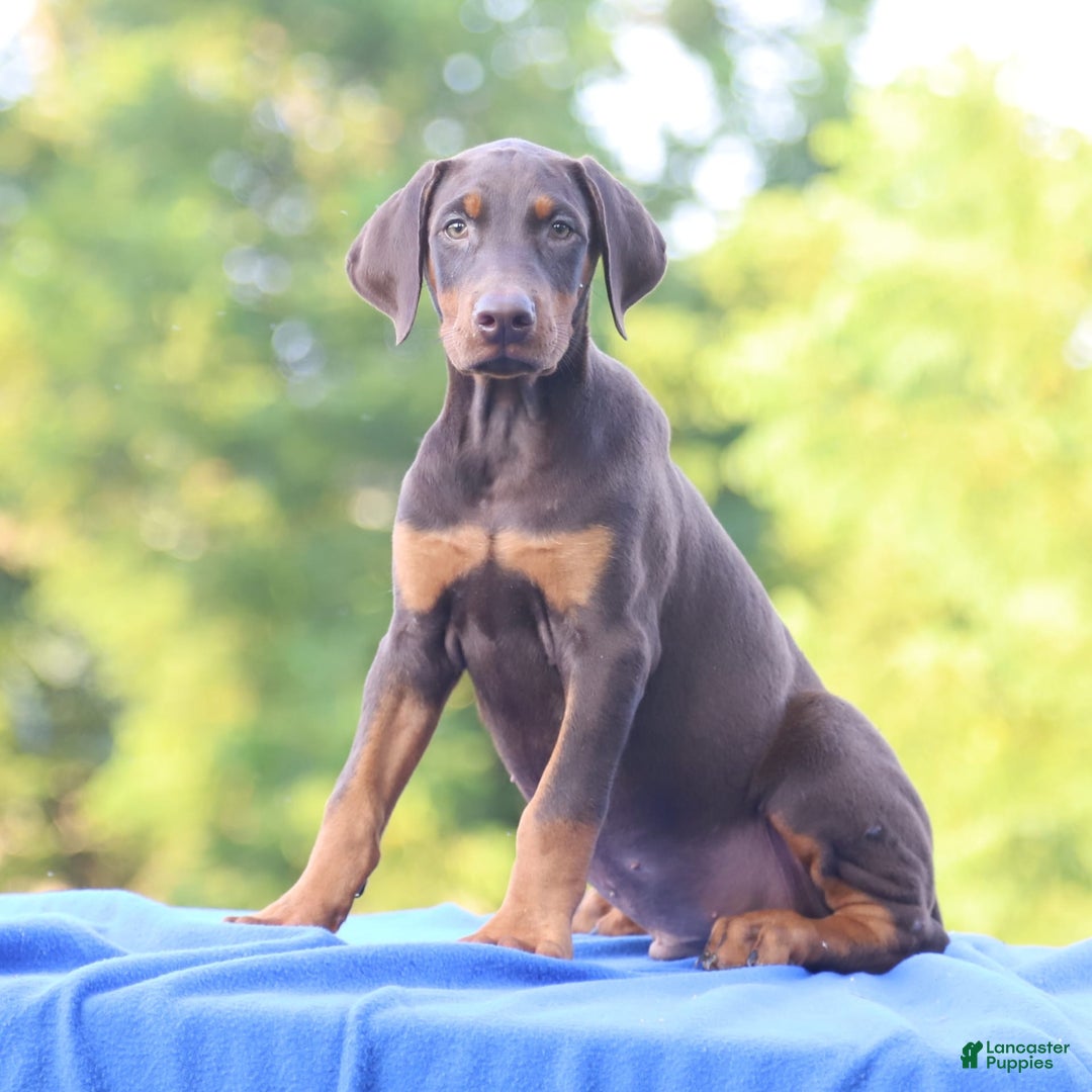 Doberman Pinscher dogs for sale: Rusty - Image 8
