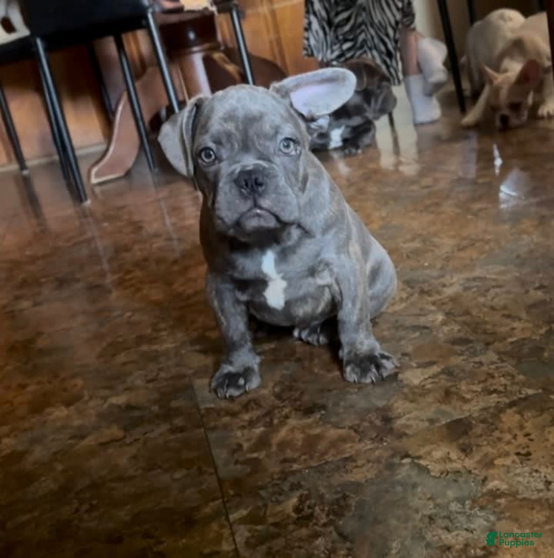 French Bulldog dogs for sale: Six - Image 1