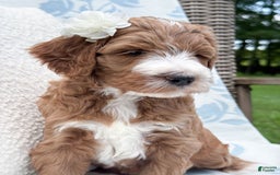 Goldendoodle dogs for sale: Charlotte - Image 1