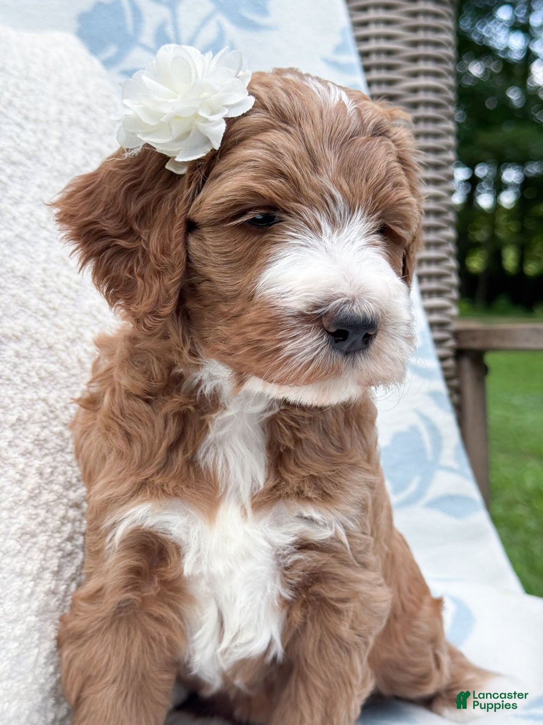 Goldendoodle dogs for sale: Charlotte - Image 1