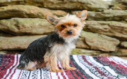Yorkshire Terrier dogs for sale: Teddy Teacup - Image 10