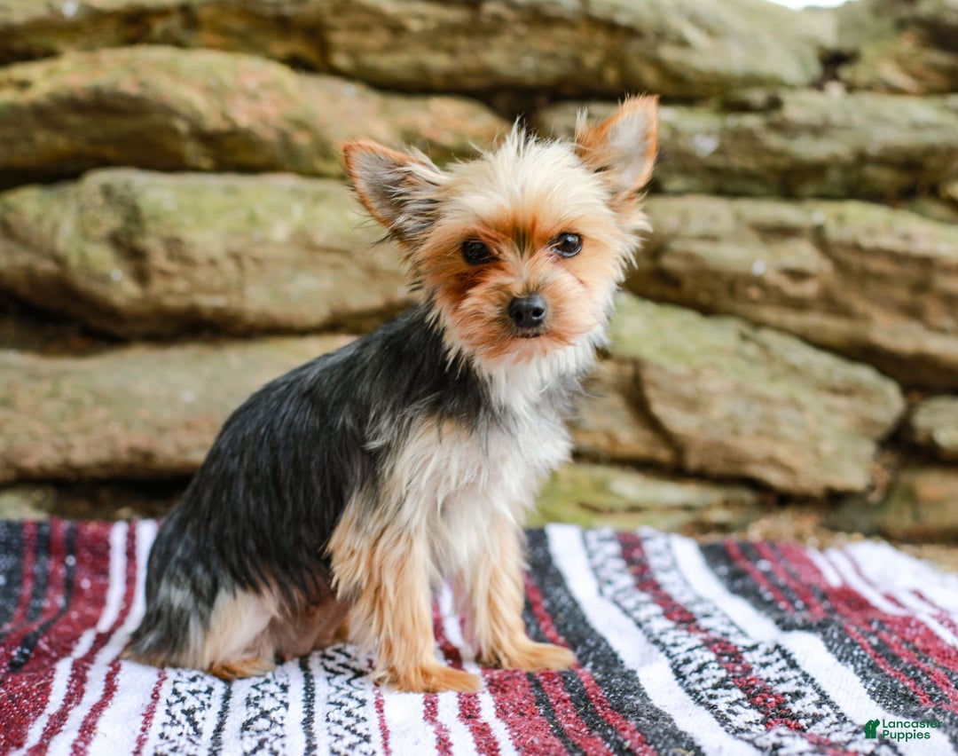 Yorkshire Terrier dogs for sale: Teddy Teacup - Image 10
