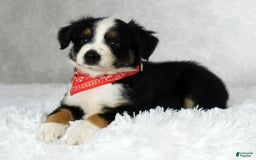 Miniature Australian Shepherd dogs for sale: Colby - Image 1