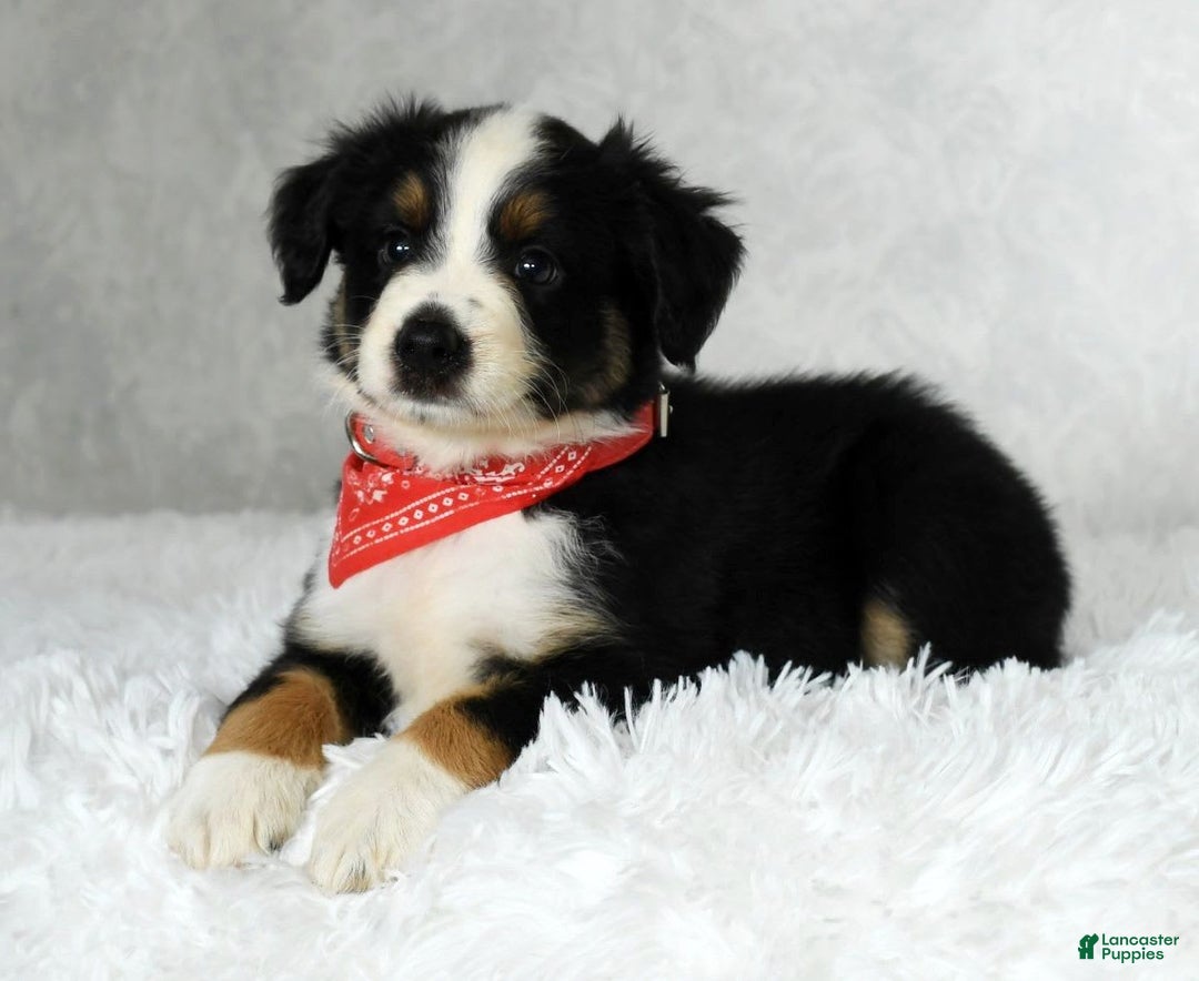 Miniature Australian Shepherd dogs for sale: Colby - Image 1