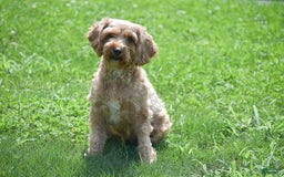 Cavapoo dogs for sale: Mariah - Image 14