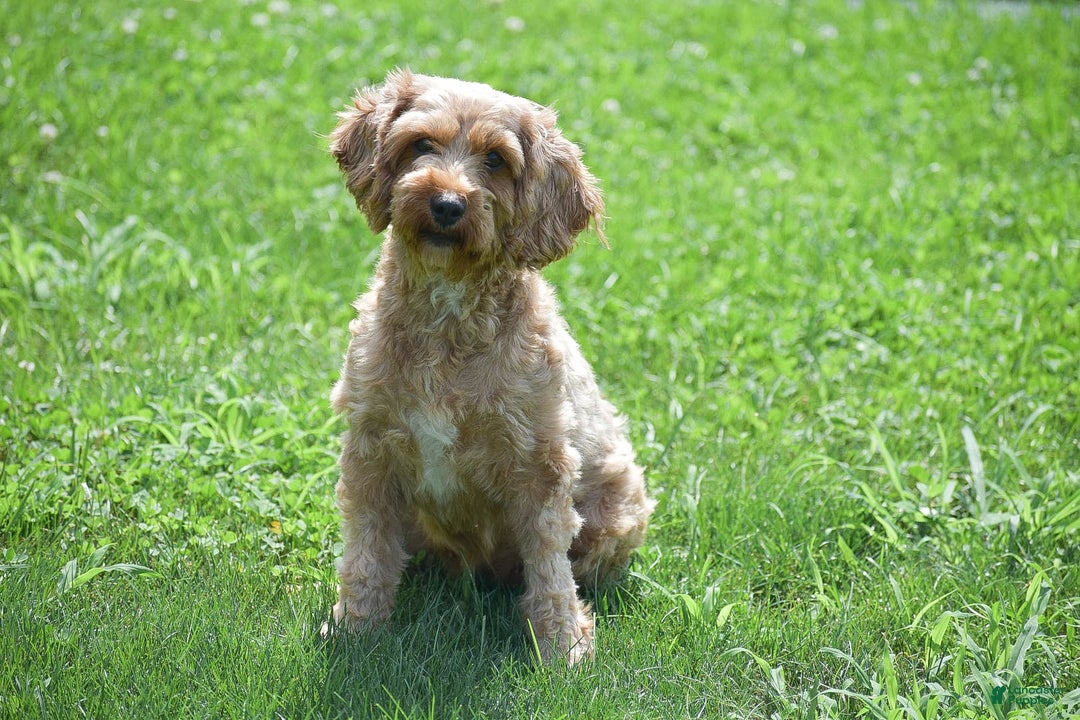 Cavapoo dogs for sale: Mariah - Image 14