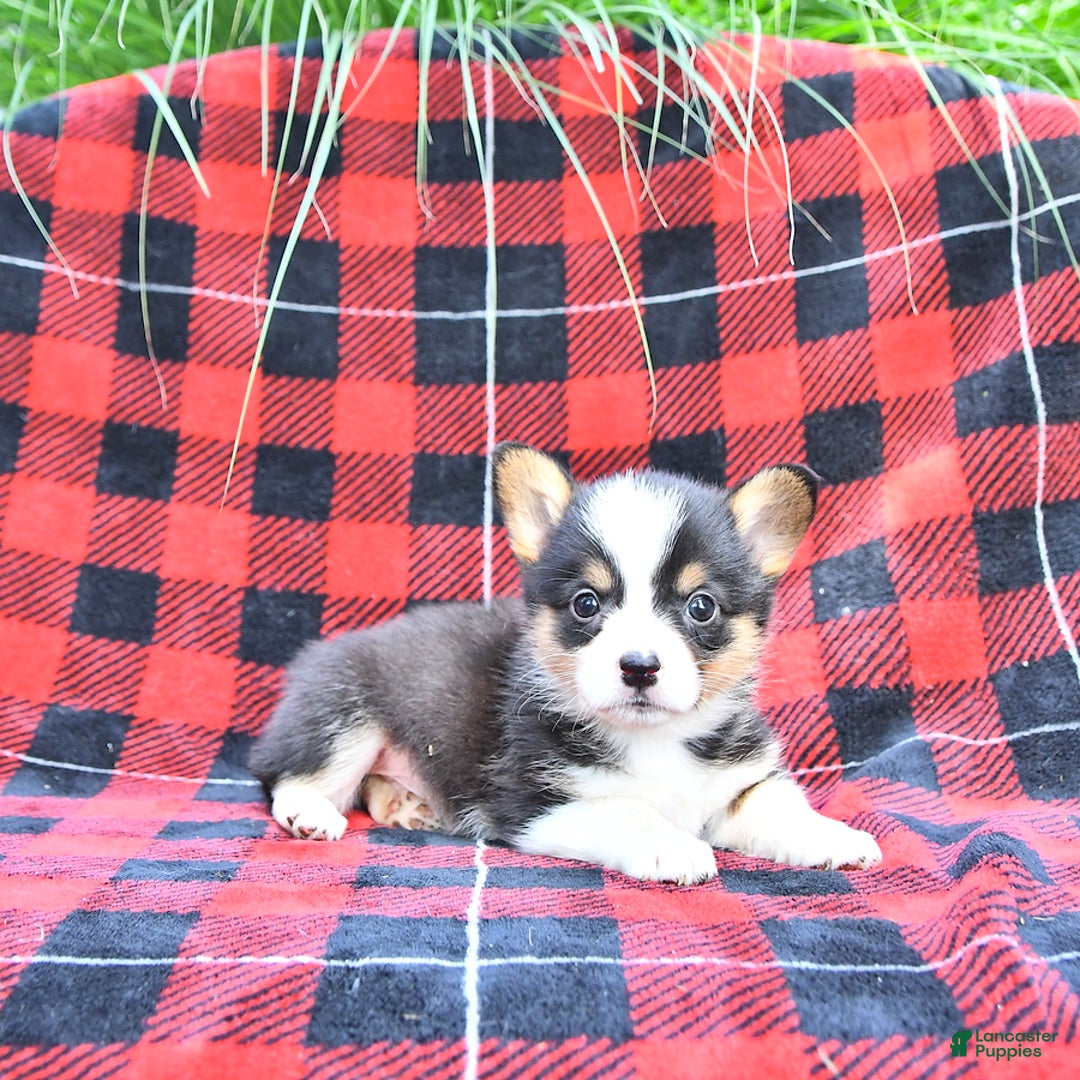 Welsh Corgi Pembroke dogs for sale: Sarge - Image 4