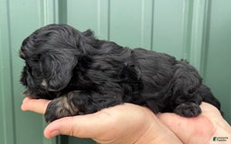 Shihpoo dogs for sale: Clinker - Image 2