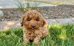 Cockapoo dogs for sale: Glenna - Image 7