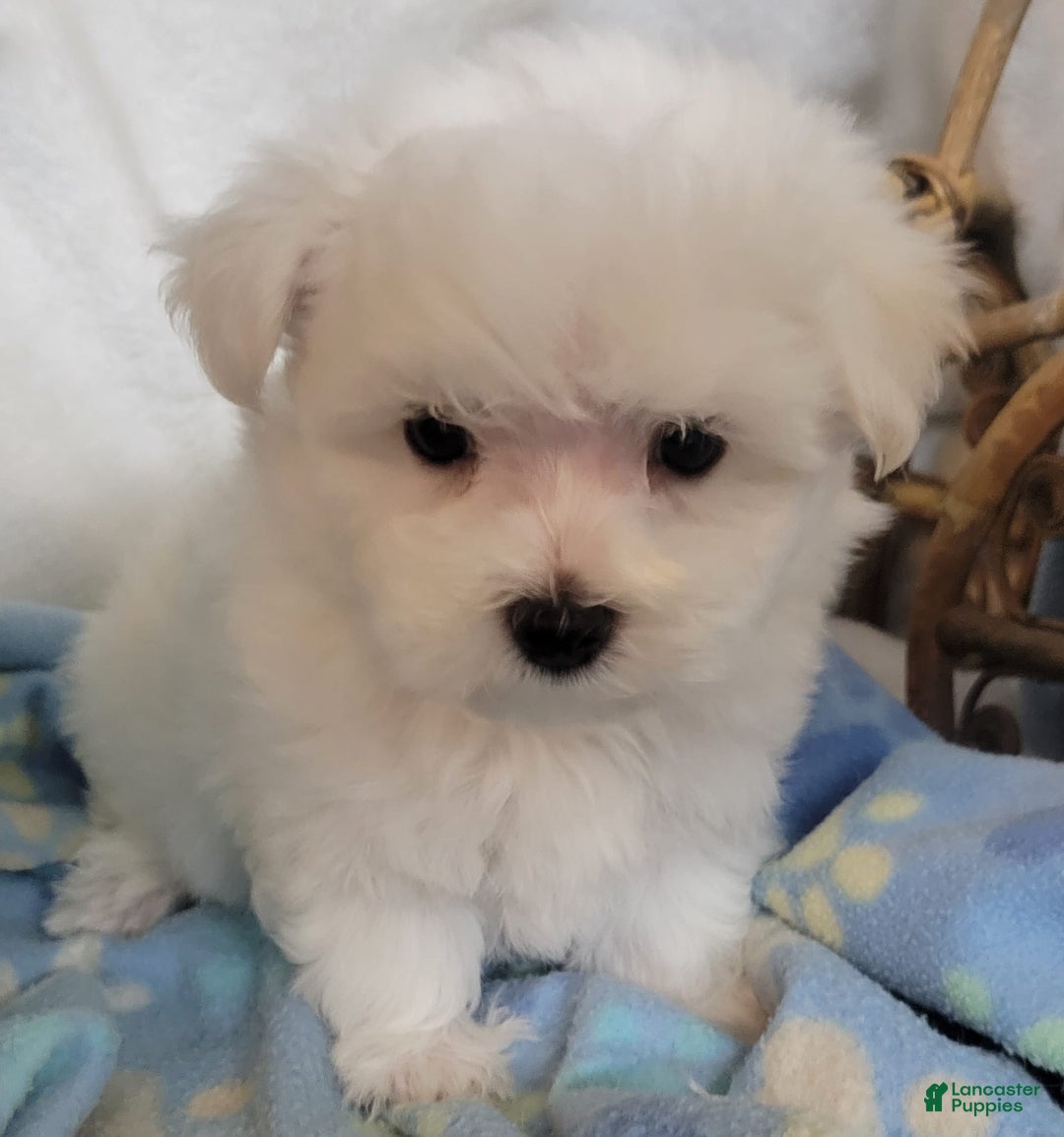 Maltese dogs for sale: Amigo - Image 4