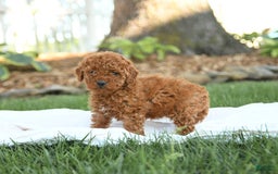 Mini Goldendoodle dogs for sale: Georgia - Image 12