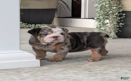 English Bulldog dogs for sale: Lexi - Image 6