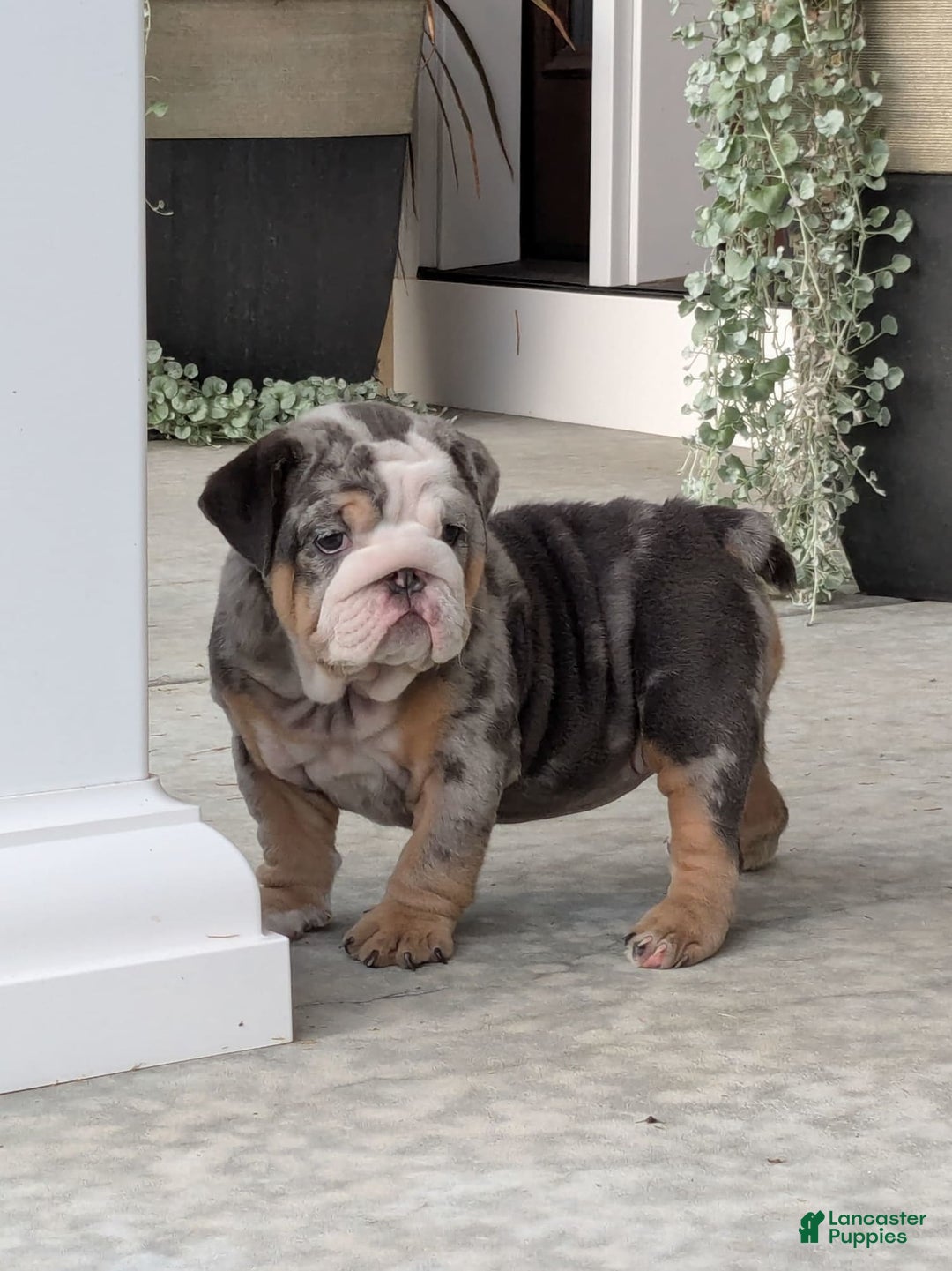 English Bulldog dogs for sale: Lexi - Image 6