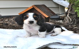 Miniature Dachshund dogs for sale: Mason - Image 1