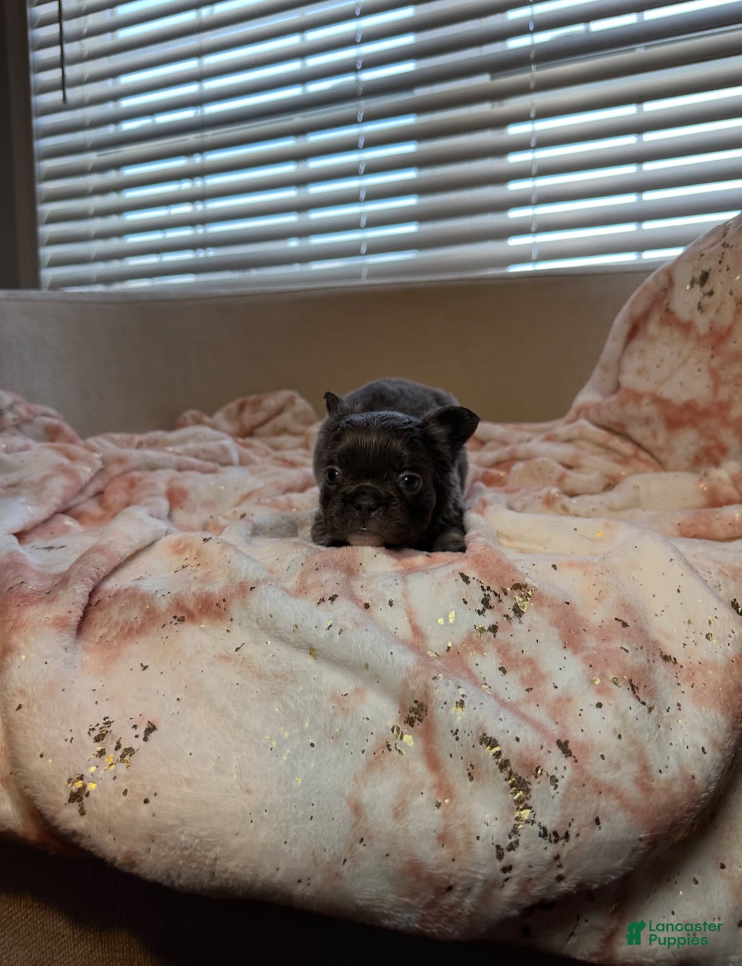 French Bulldog dogs for sale: Sky - Image 2