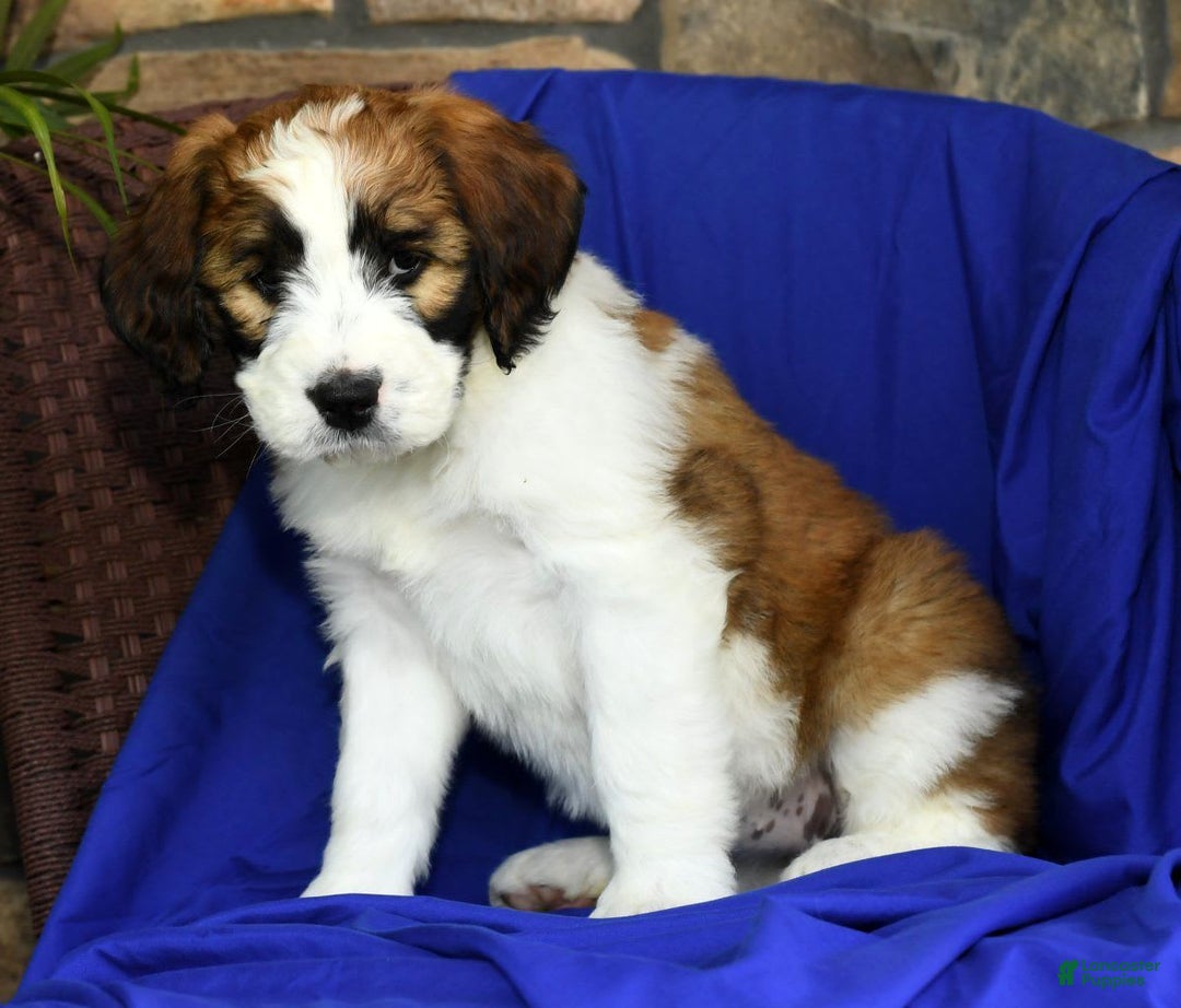 Saint Berdoodles dogs for sale: Diva - Image 4