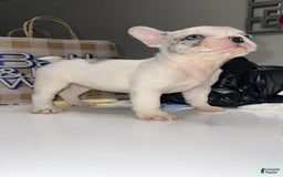 French Bulldog dogs for sale: Barbie - Image 12
