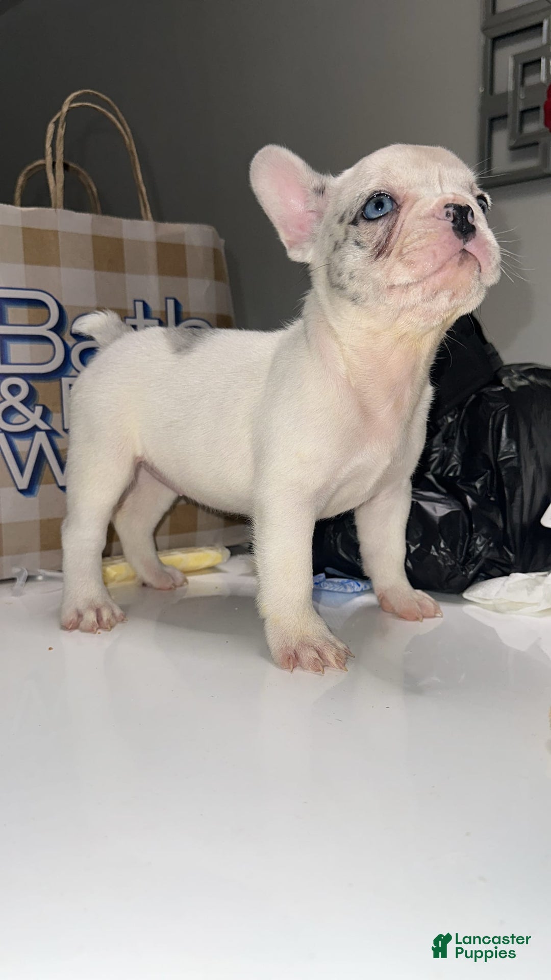 French Bulldog dogs for sale: Barbie - Image 12