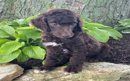 Standard Poodle dogs for sale: Rocket - Image 3