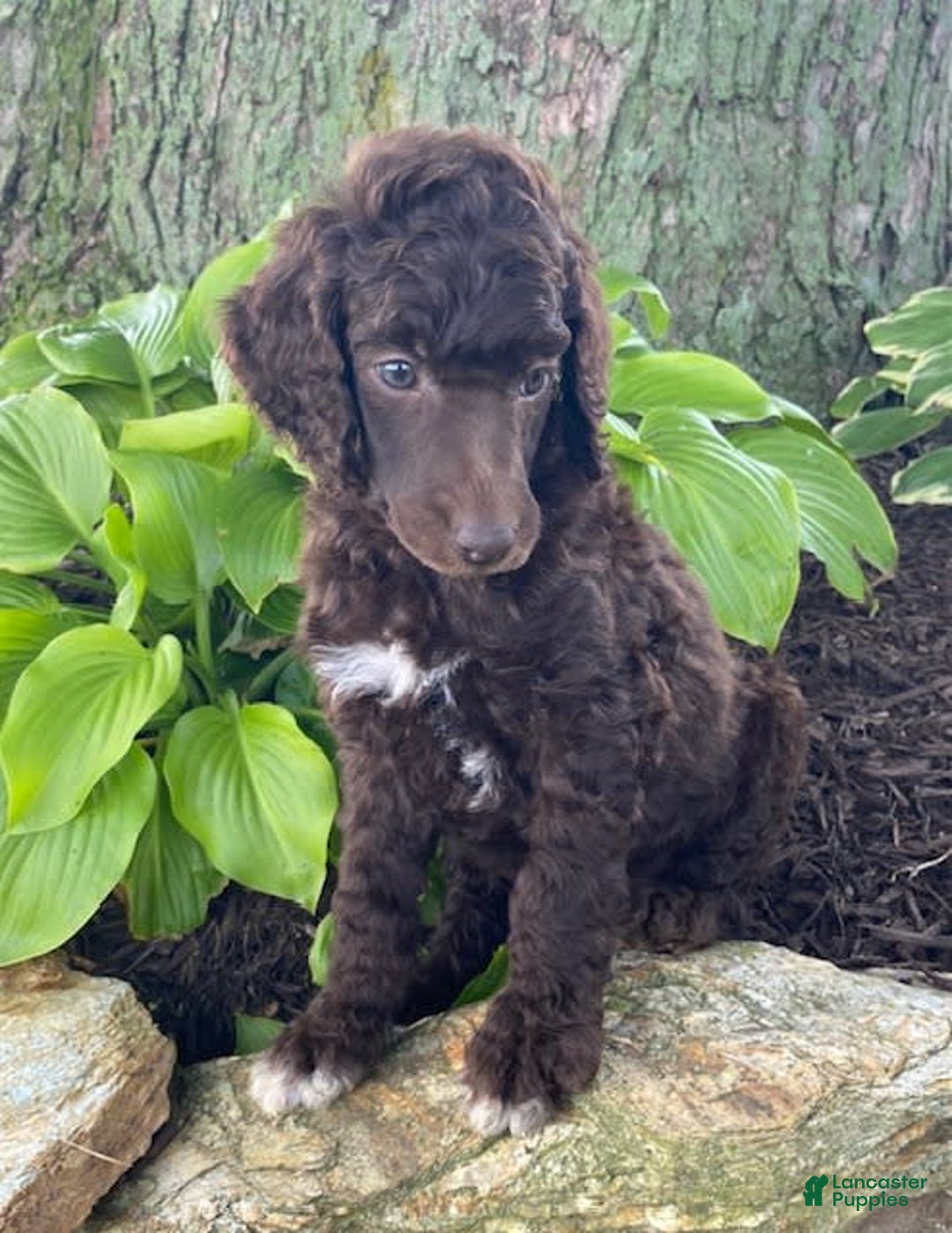 Standard Poodle dogs for sale: Rocket - Image 3