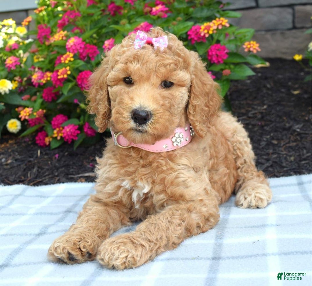Standard Poodle dogs for sale: Dakota - Image 4