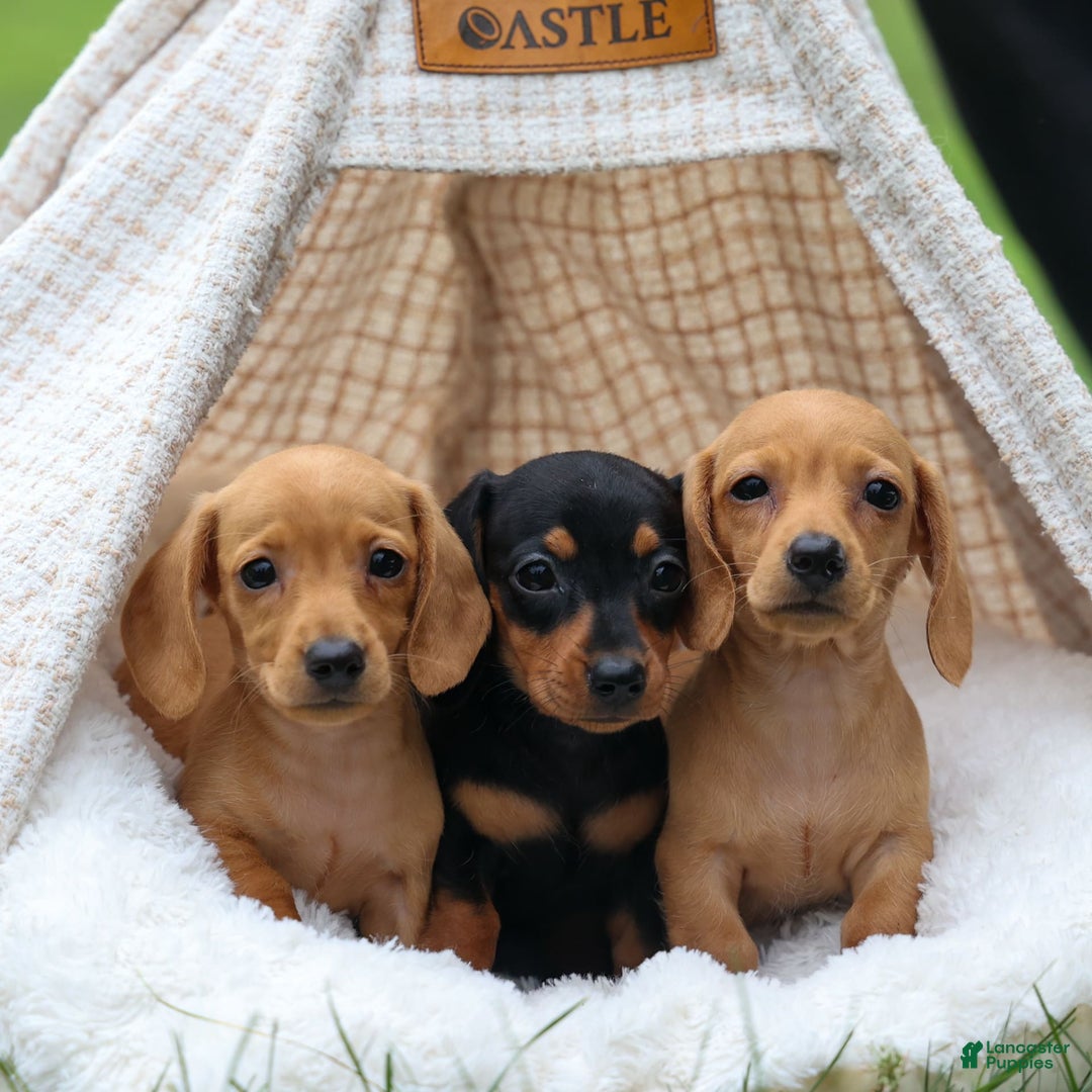 Miniature Dachshund dogs for sale: Nick - Image 4