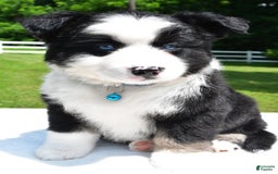 Miniature Australian Shepherd dogs for sale: Jean - Image 8