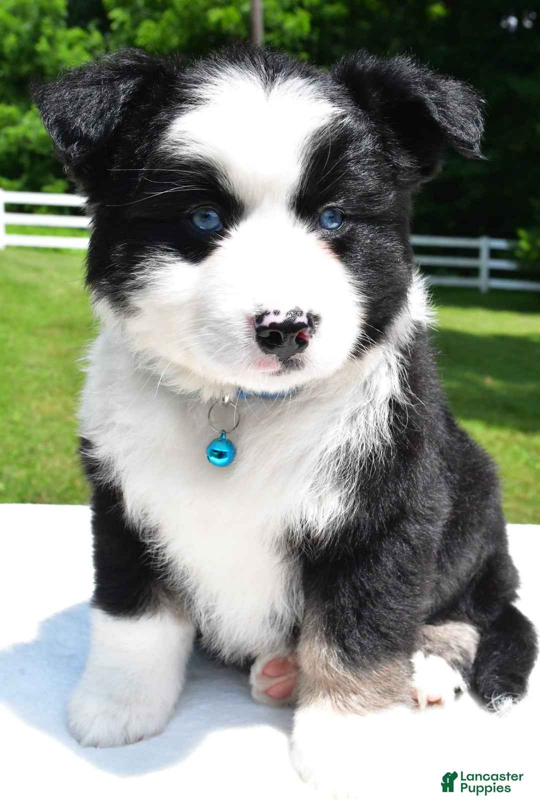 Miniature Australian Shepherd dogs for sale: Jean - Image 8