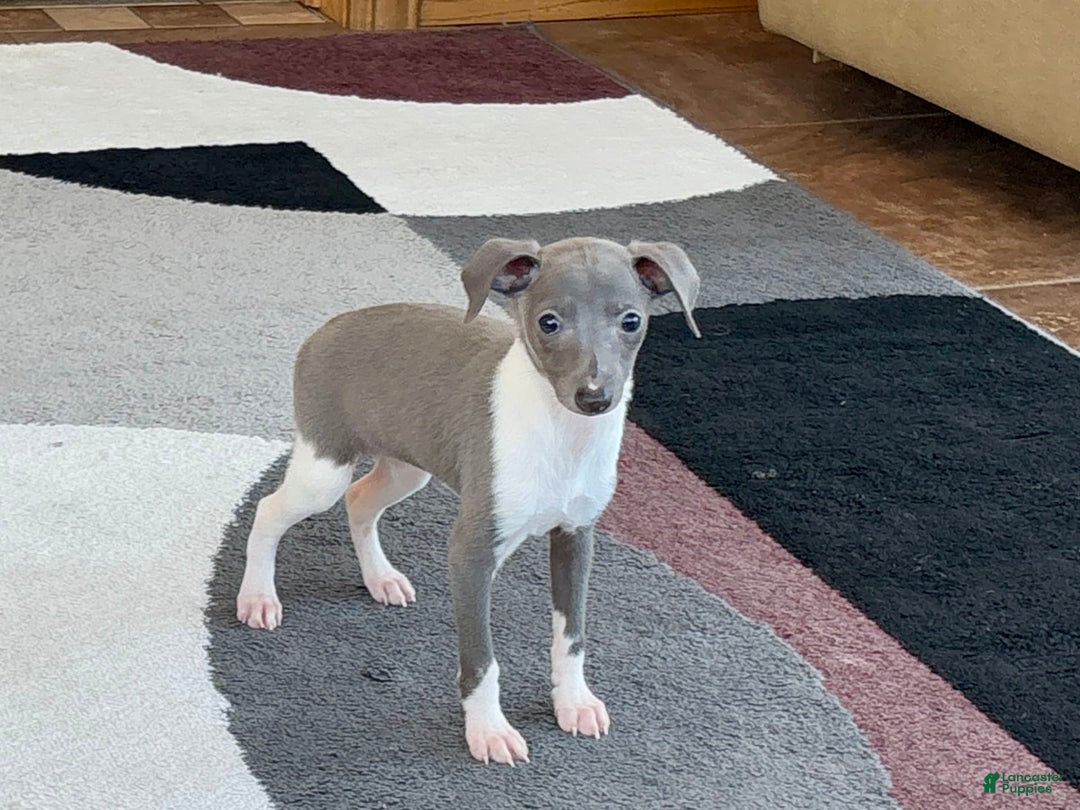 Italian Greyhound dogs for sale: Heidi - Image 3