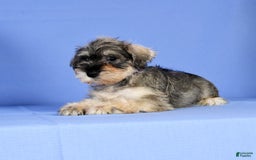 Miniature Schnauzer dogs for sale: Brenda - Image 4