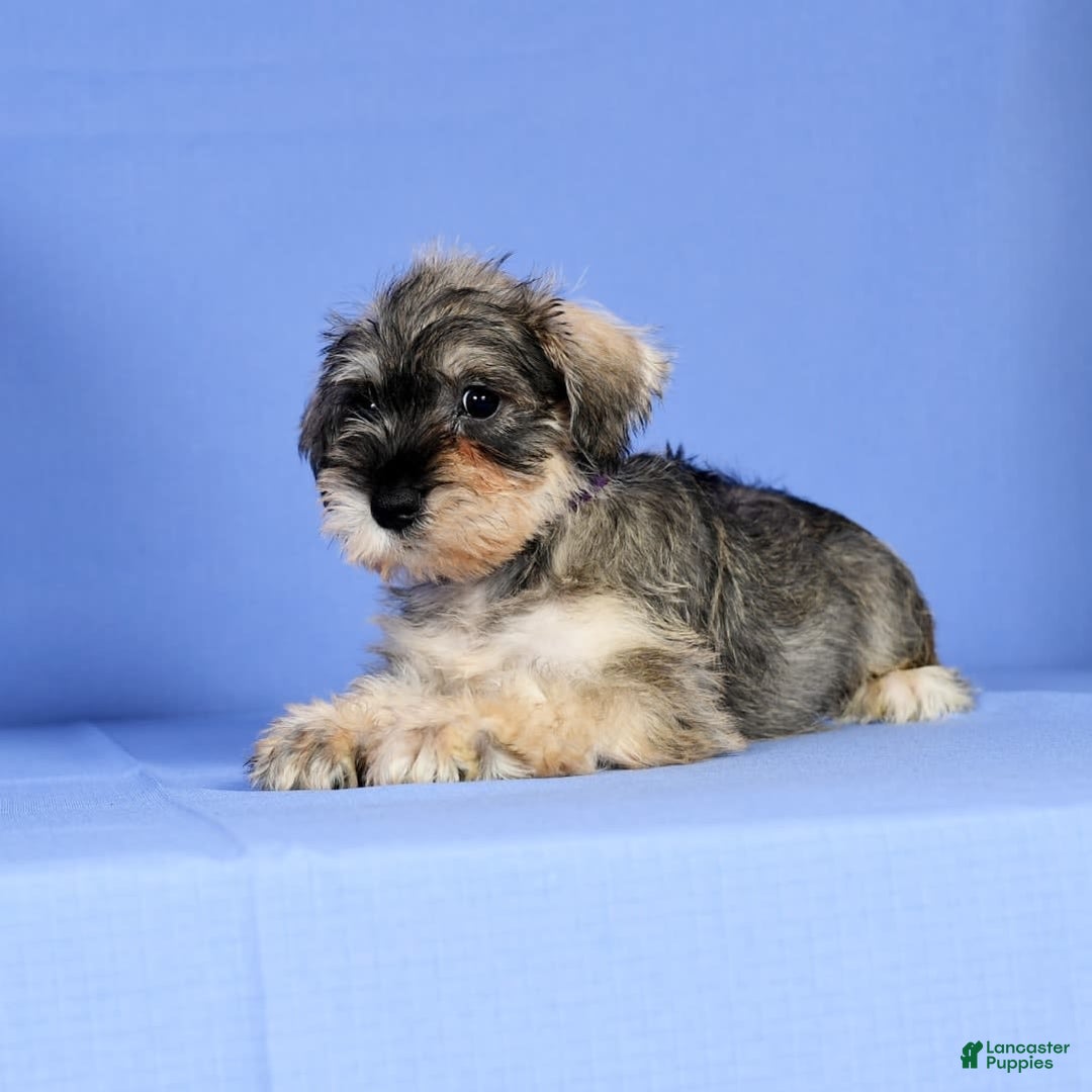 Miniature Schnauzer dogs for sale: Brenda - Image 4