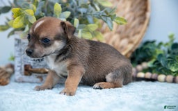 Chihuahua dogs for sale: Nitro - Image 5