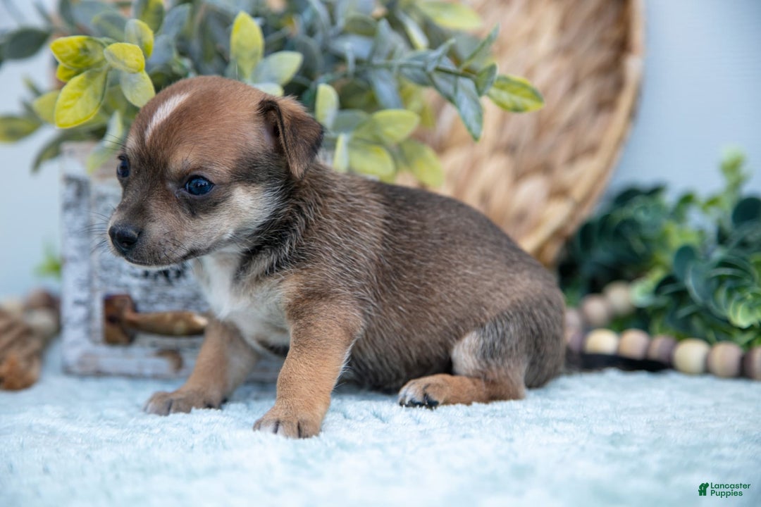 Chihuahua dogs for sale: Nitro - Image 5