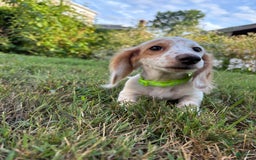 Miniature Dachshund dogs for sale: Biscuit - Image 3