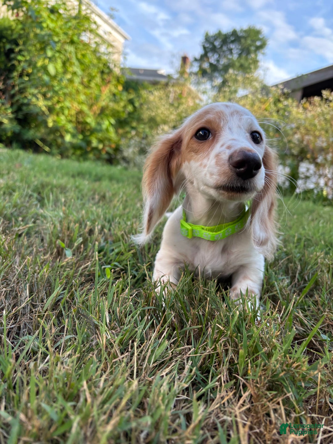 Miniature Dachshund dogs for sale: Biscuit - Image 3