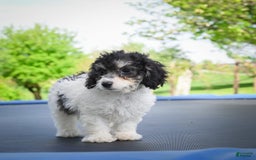 Bichpoo dogs for sale: Biko - Listing for pets: Baba, Biko, Buddy, Bo, Benny, Barry, Betty - Image 2