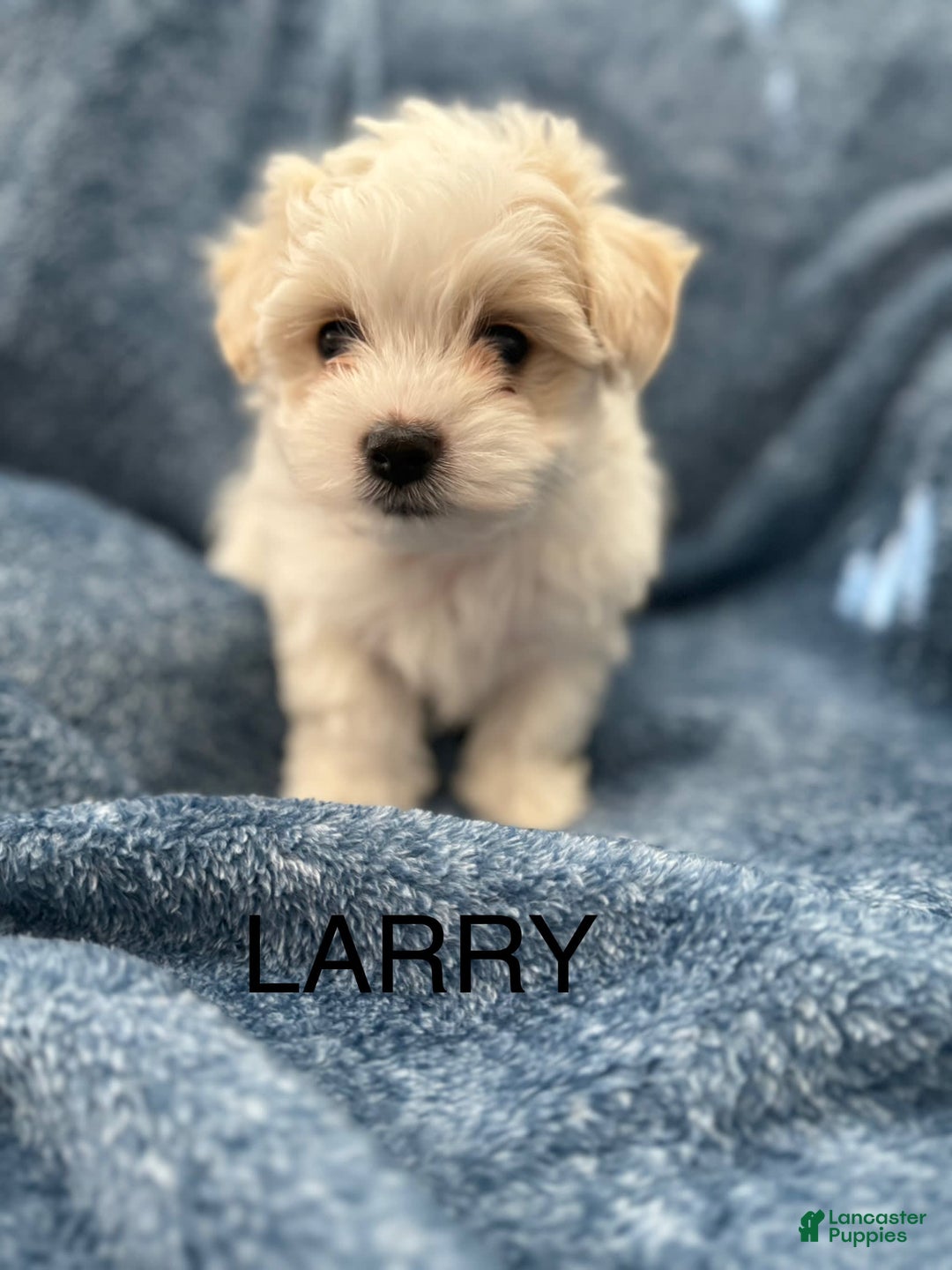 Coton De Tulear dogs for sale: Larry - Image 1