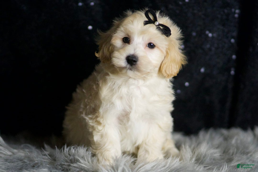 Maltipoo dogs for sale: Ares - Image 2