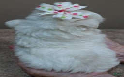 Maltese dogs for sale: Empress - Image 6