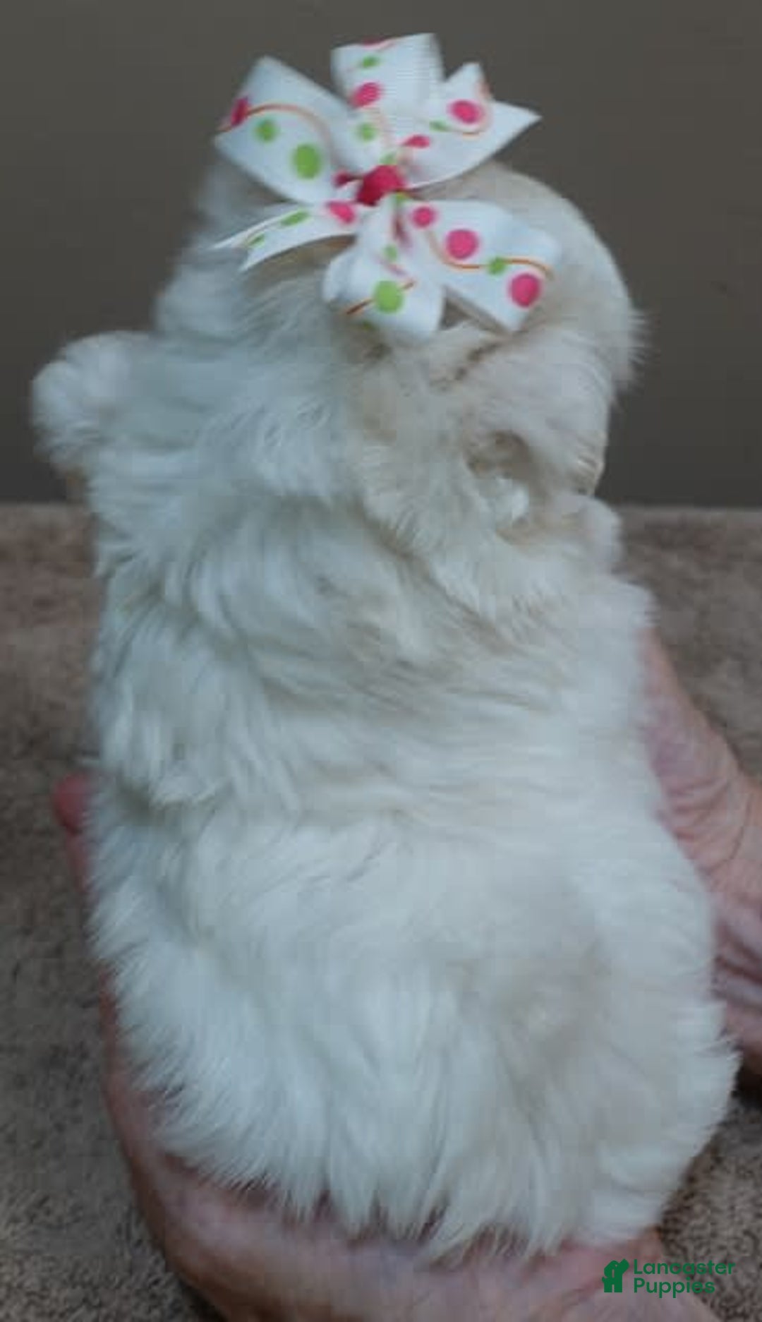 Maltese dogs for sale: Empress - Image 6