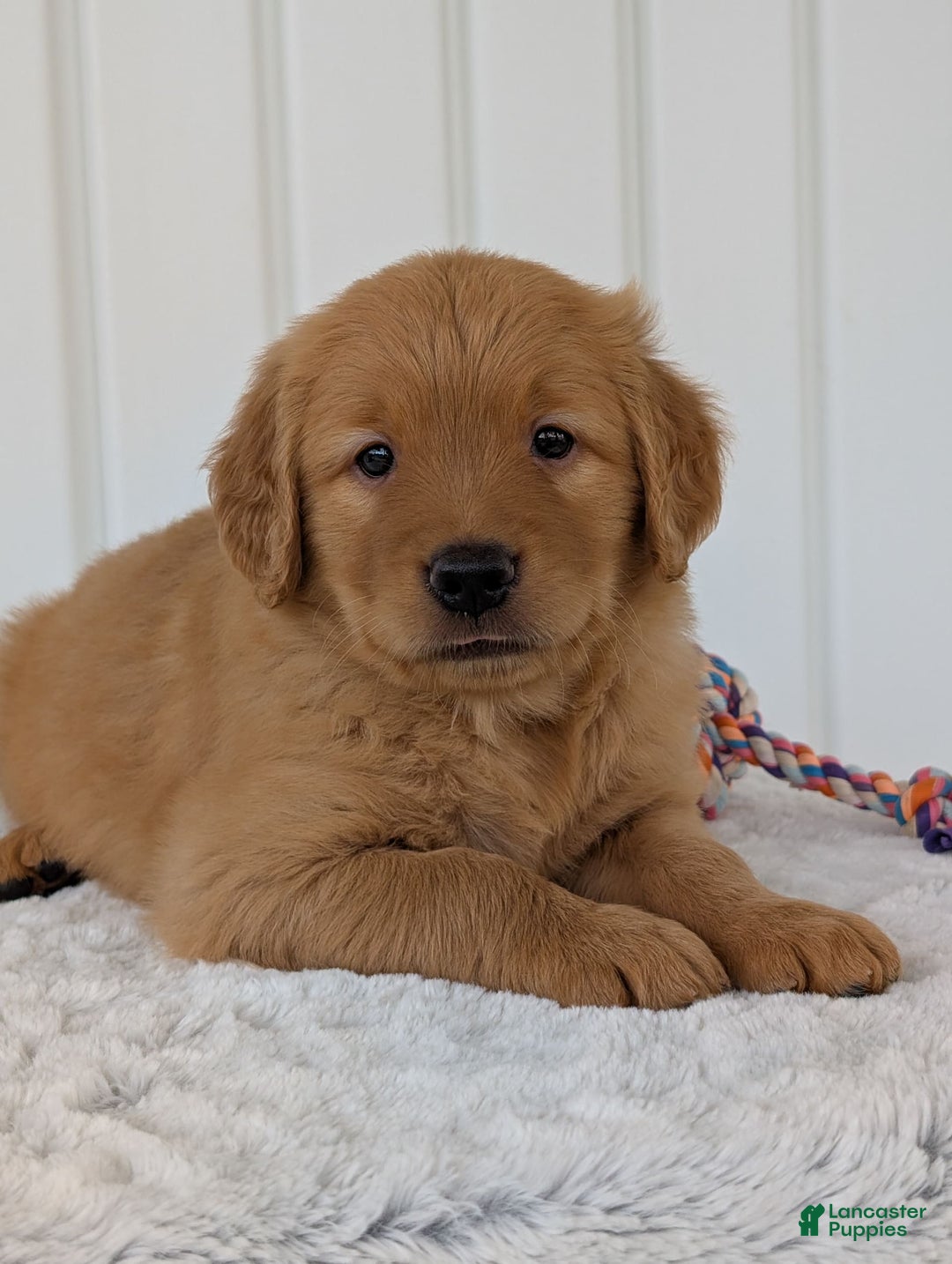 Golden Retriever dogs for sale: Porter - Image 12