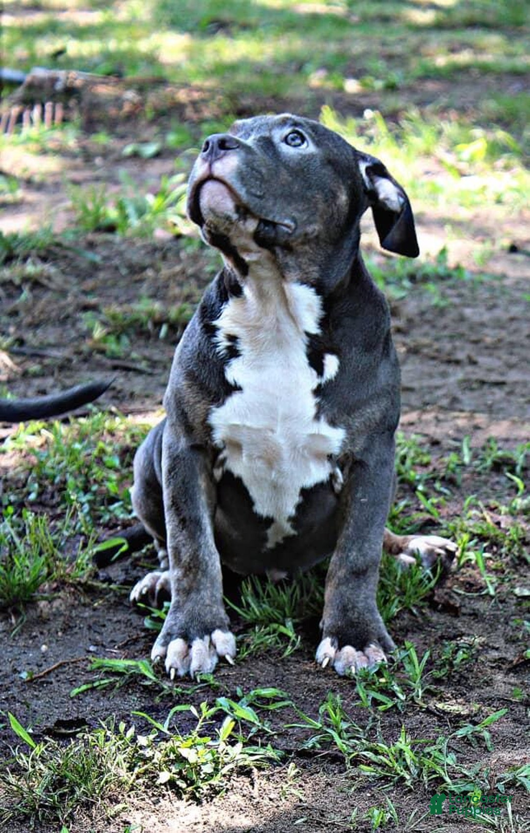 American Bully dogs for sale: American Bully 2 puppies - Image 4