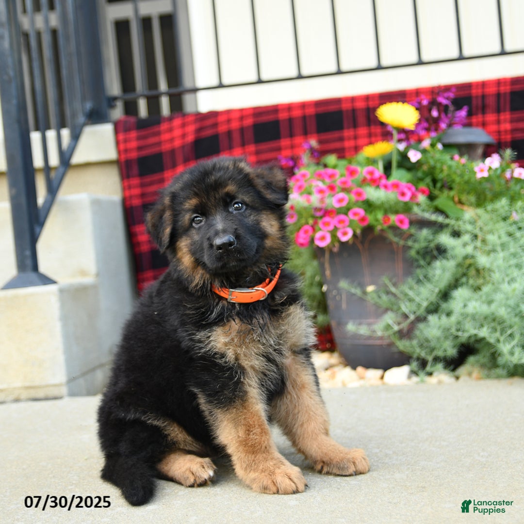 German Shepherd dogs for sale: Holly - Image 4