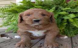 Goldendoodle dogs for sale: Ben - Image 18