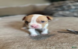 American Bully dogs for sale: Baby Zee - Image 4